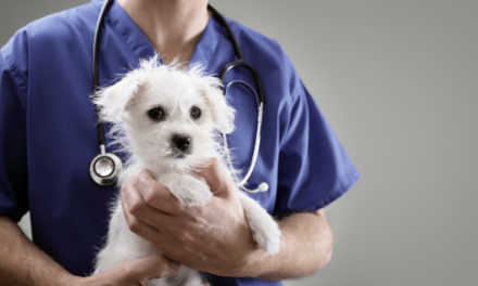 How Veterinary Medicine Went Digital